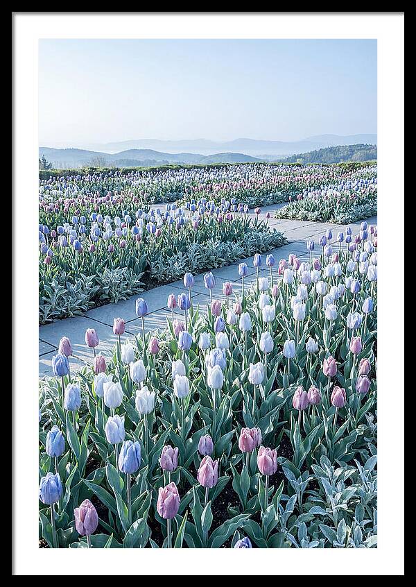 Tulip Garden In Peak Spring Bloom