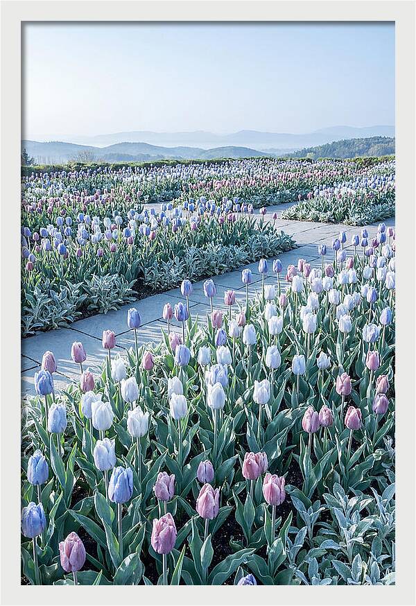 Tulip Garden In Peak Spring Bloom