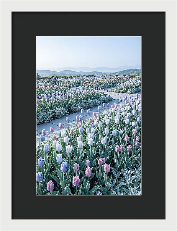 Tulip Garden In Peak Spring Bloom