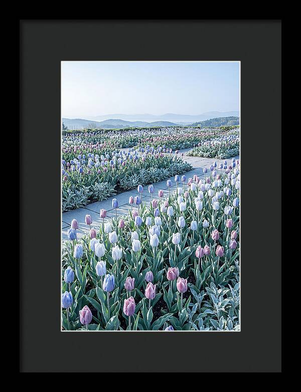 Tulip Garden In Peak Spring Bloom