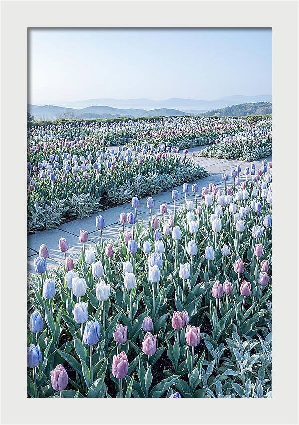 Tulip Garden In Peak Spring Bloom
