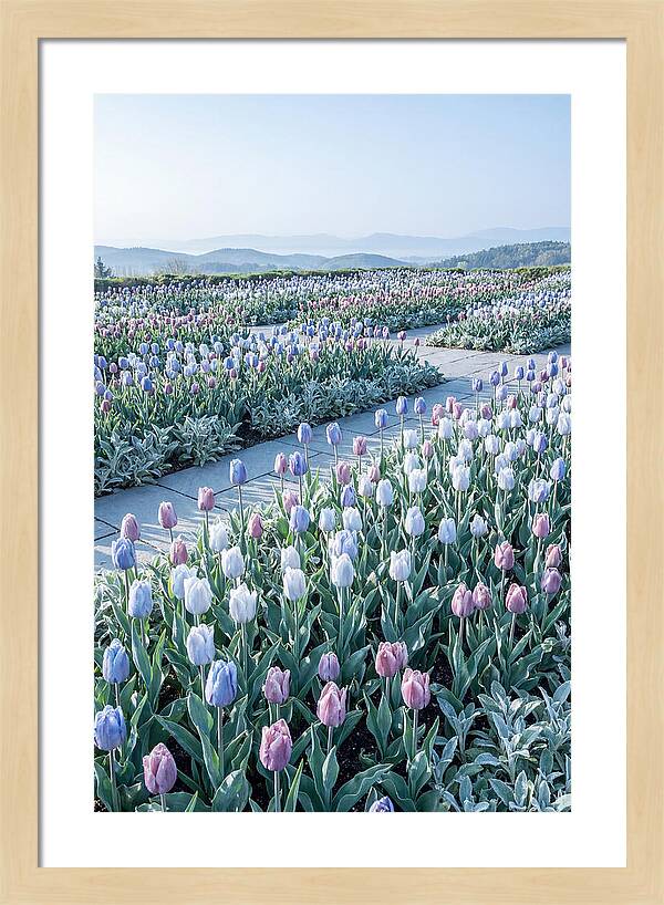 Tulip Garden In Peak Spring Bloom