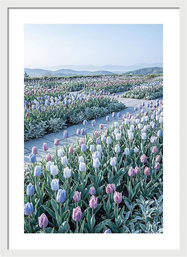 Tulip Garden In Peak Spring Bloom