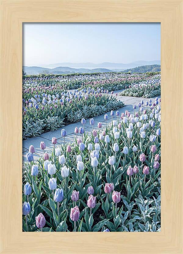 Tulip Garden In Peak Spring Bloom