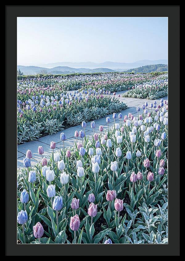 Tulip Garden In Peak Spring Bloom