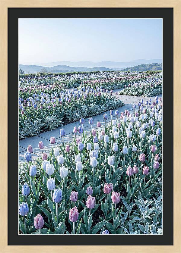 Tulip Garden In Peak Spring Bloom