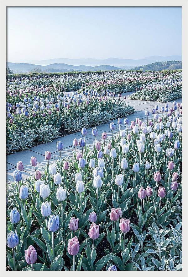 Tulip Garden In Peak Spring Bloom