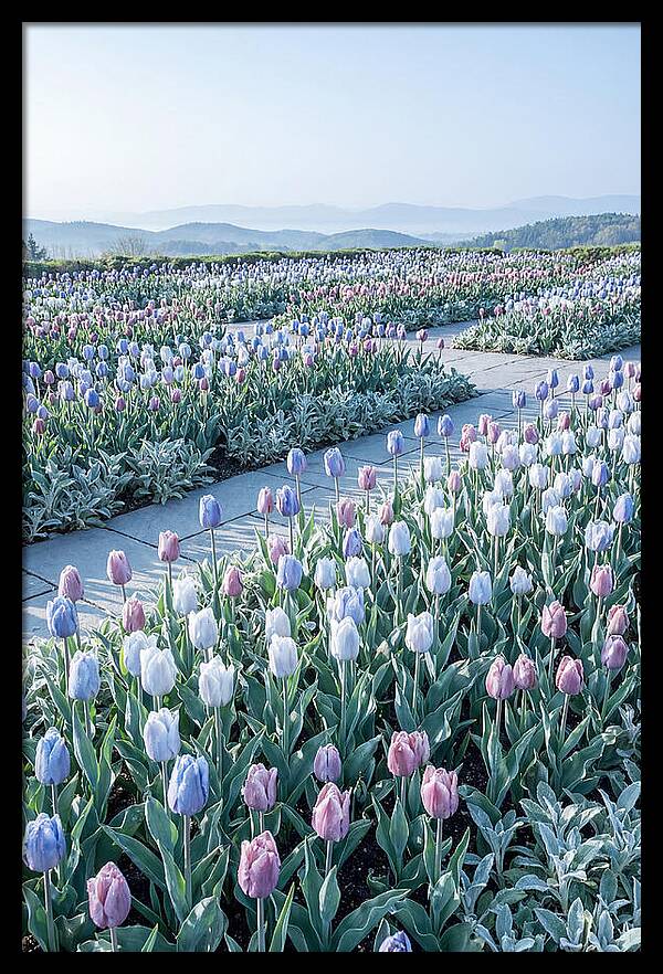 Tulip Garden In Peak Spring Bloom