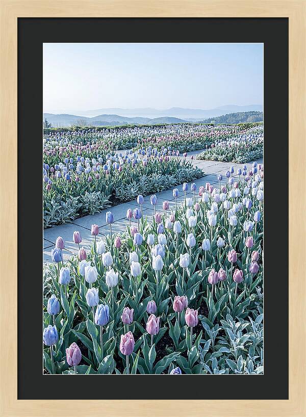 Tulip Garden In Peak Spring Bloom