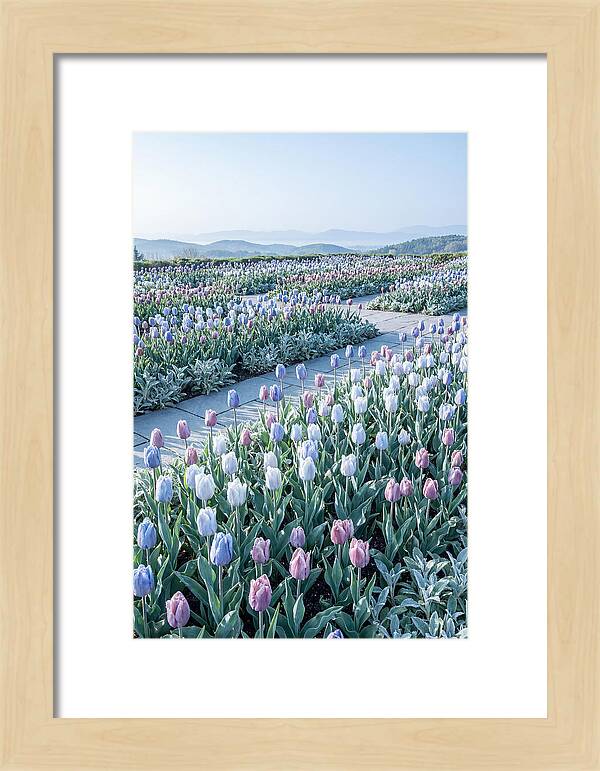 Tulip Garden In Peak Spring Bloom