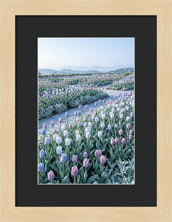 Tulip Garden In Peak Spring Bloom