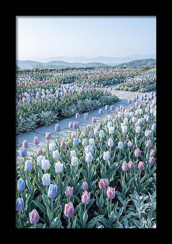 Tulip Garden In Peak Spring Bloom