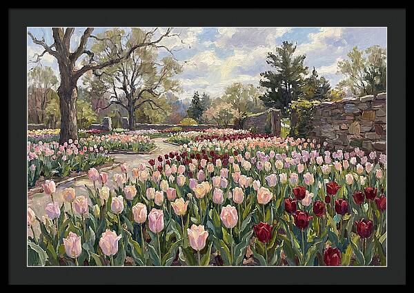 Tulip Haven Tranquility