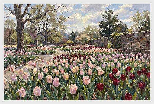 Tulip Haven Tranquility