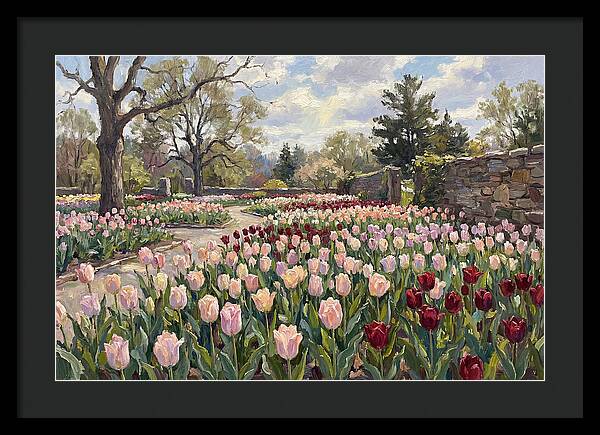 Tulip Haven Tranquility