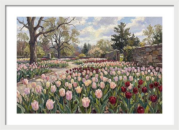 Tulip Haven Tranquility