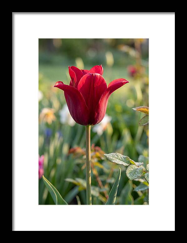 Tulip In Full Bloom