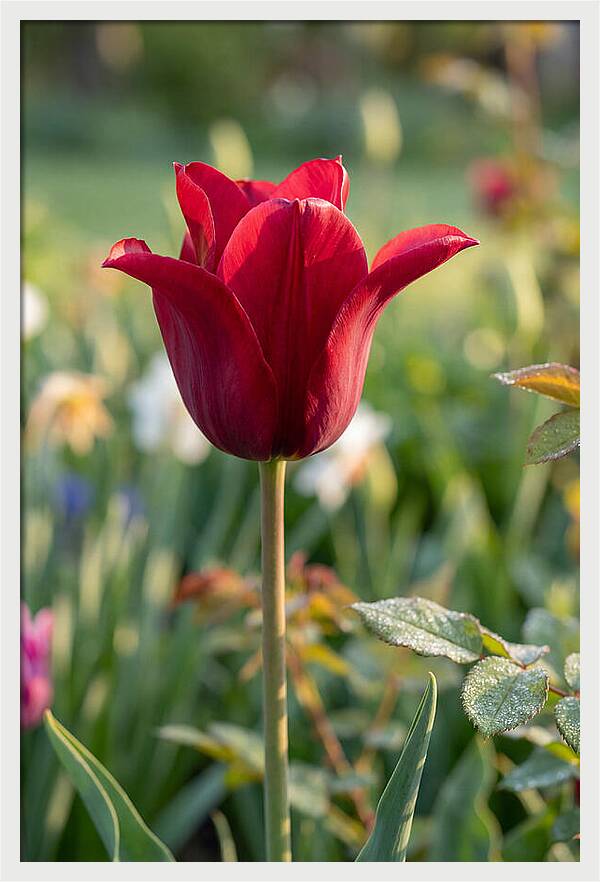 Tulip In Full Bloom