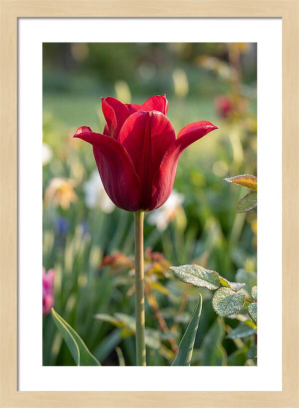 Tulip In Full Bloom