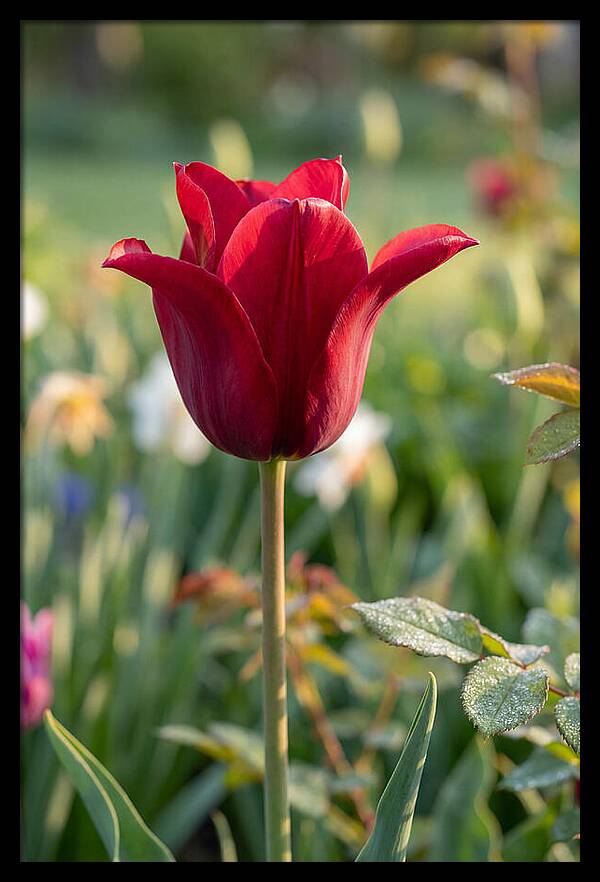 Tulip In Full Bloom