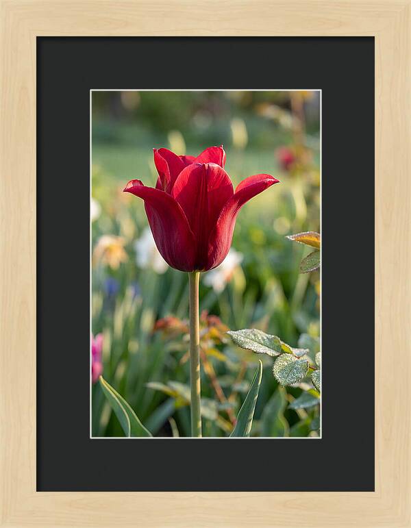 Tulip In Full Bloom