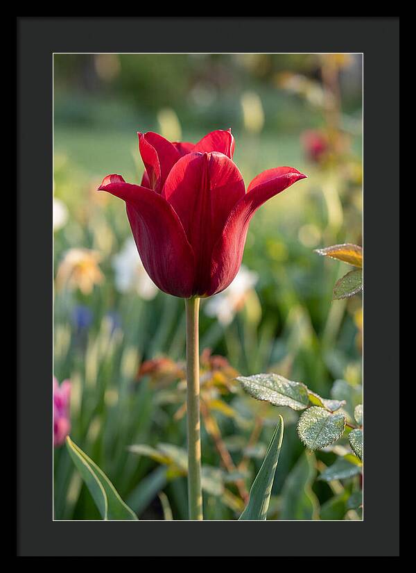 Tulip In Full Bloom