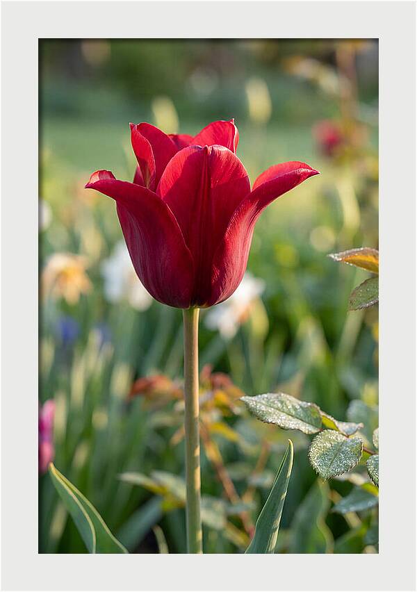 Tulip In Full Bloom
