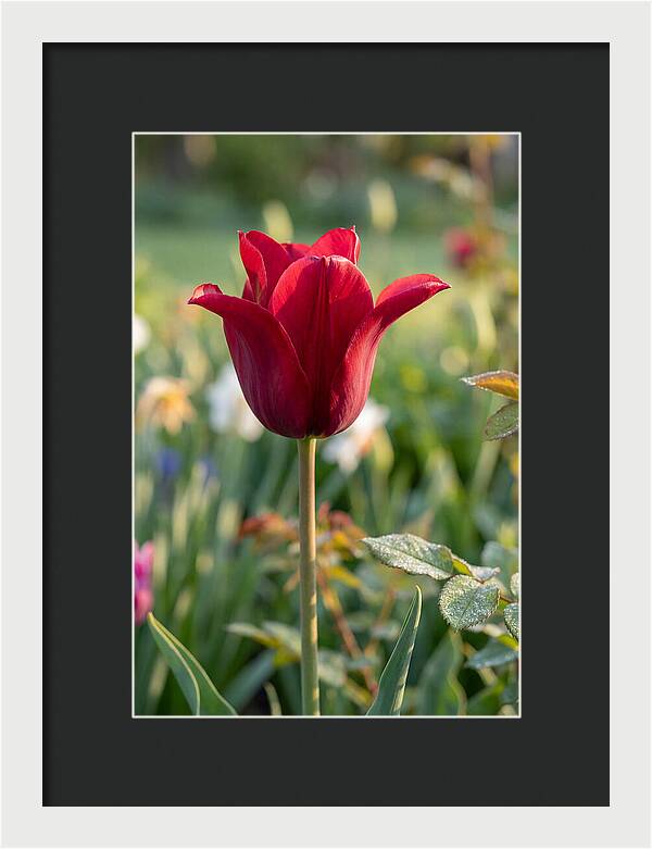 Tulip In Full Bloom