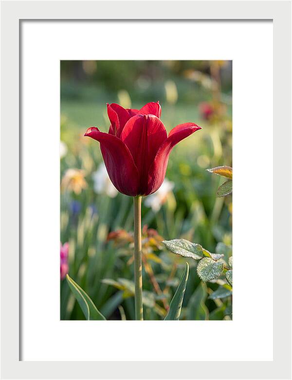 Tulip In Full Bloom
