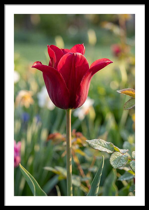 Tulip In Full Bloom
