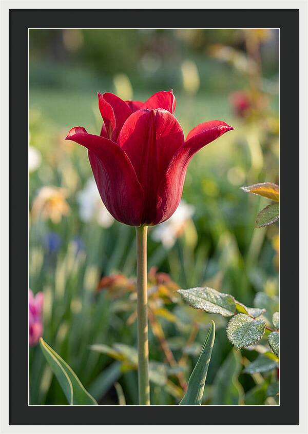 Tulip In Full Bloom