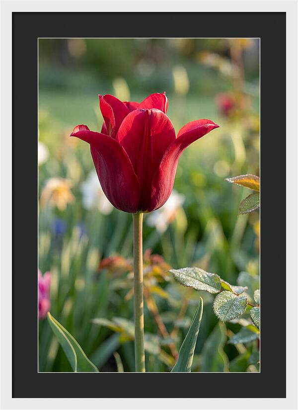 Tulip In Full Bloom