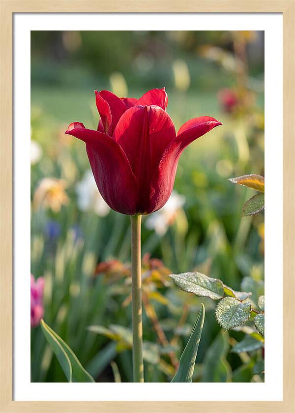 Tulip In Full Bloom