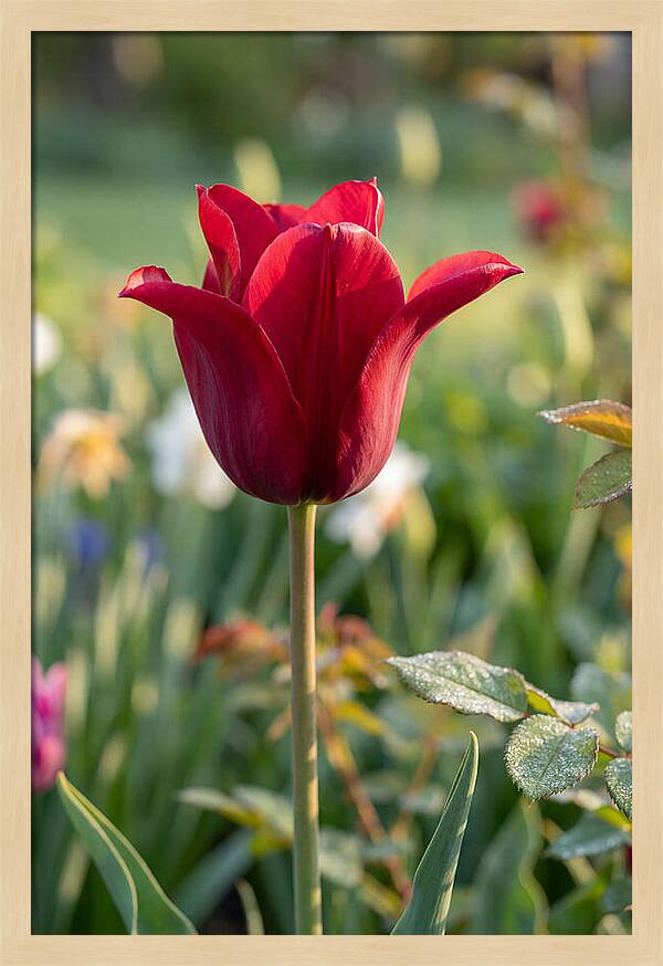 Tulip In Full Bloom