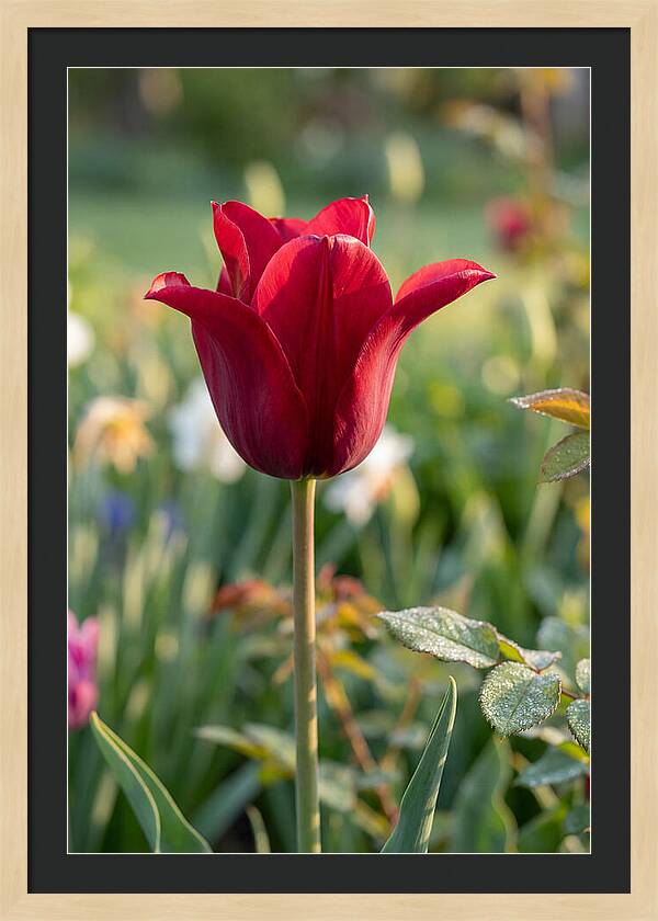 Tulip In Full Bloom