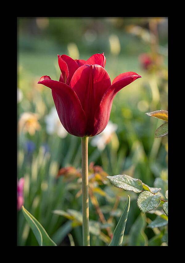 Tulip In Full Bloom