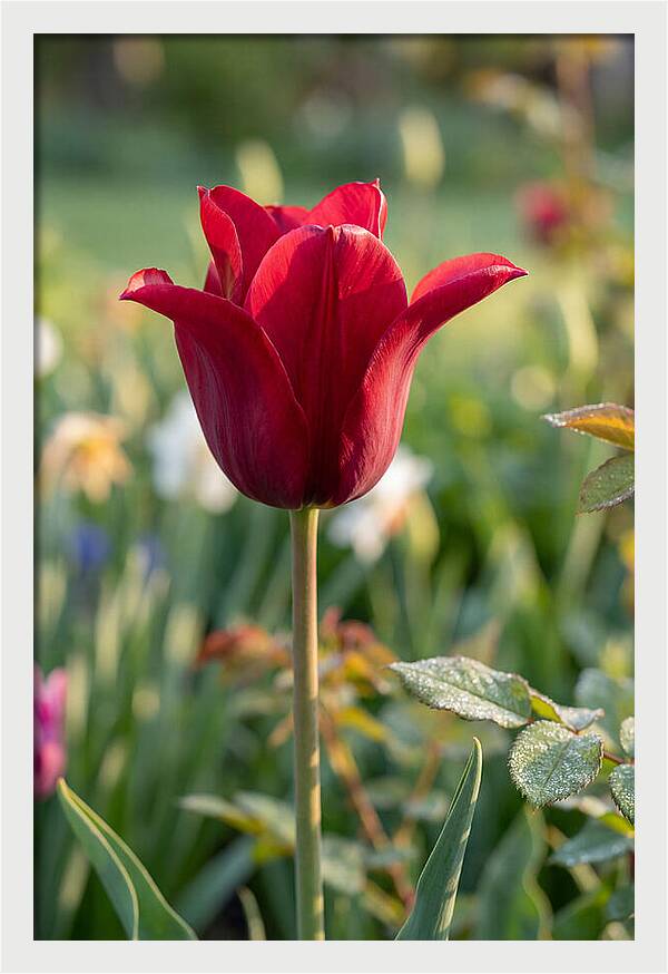 Tulip In Full Bloom