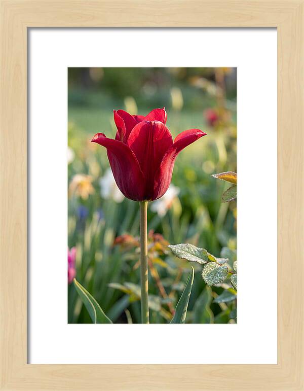 Tulip In Full Bloom