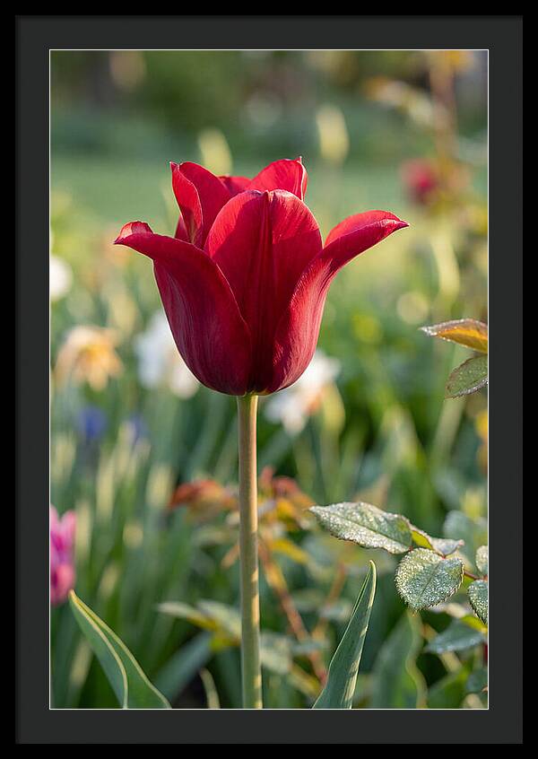 Tulip In Full Bloom