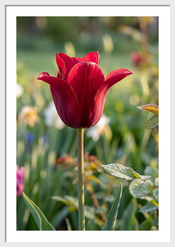 Tulip In Full Bloom