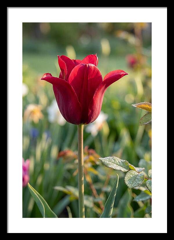 Tulip In Full Bloom