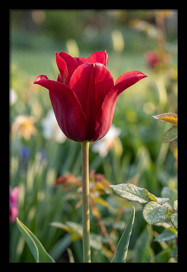 Tulip In Full Bloom