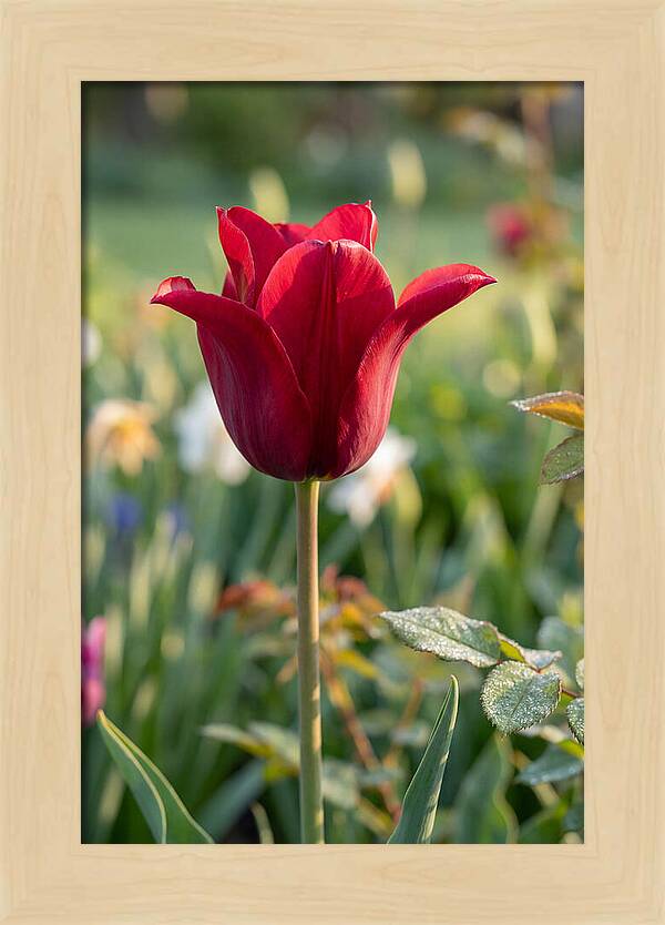 Tulip In Full Bloom