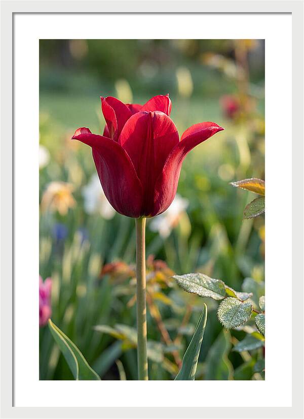 Tulip In Full Bloom