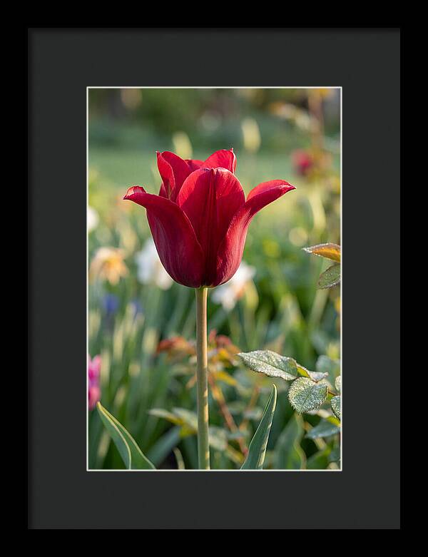 Tulip In Full Bloom
