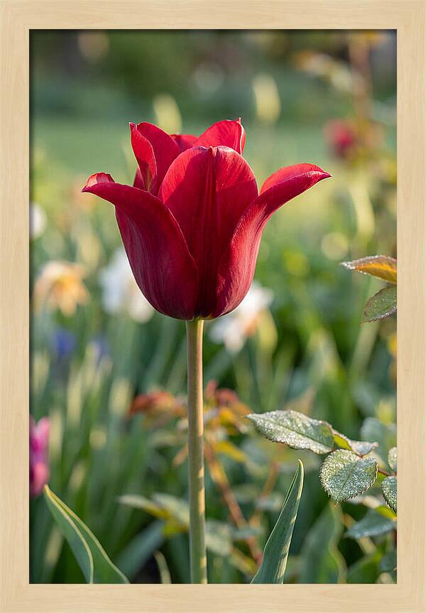 Tulip In Full Bloom