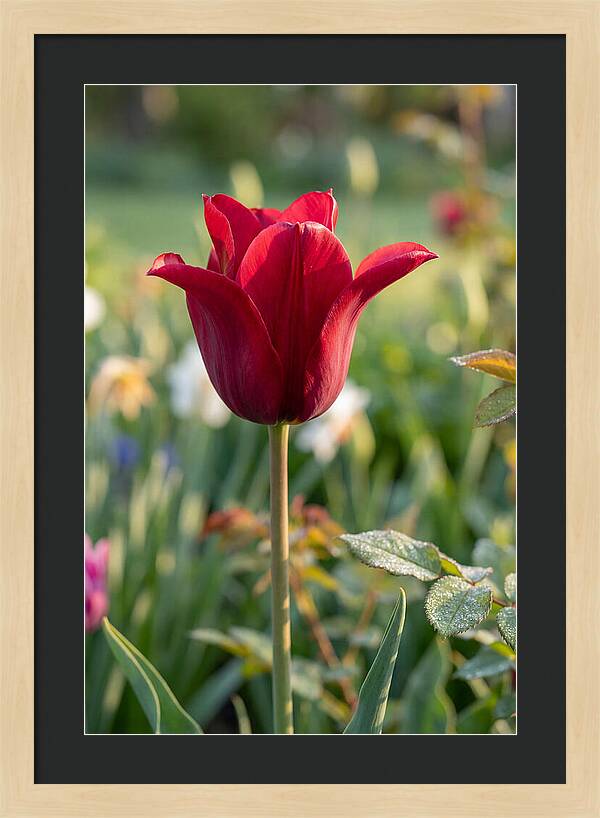 Tulip In Full Bloom