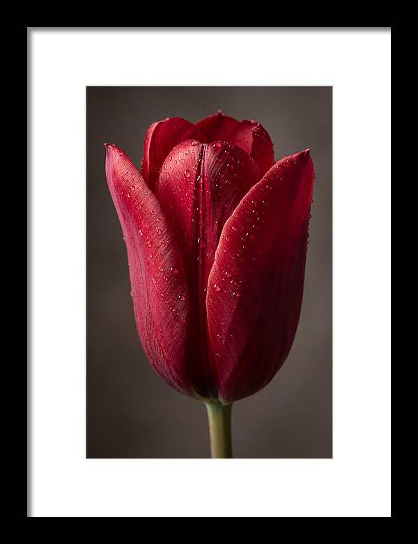 Tulip In Radiant Red