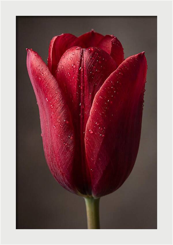 Tulip In Radiant Red