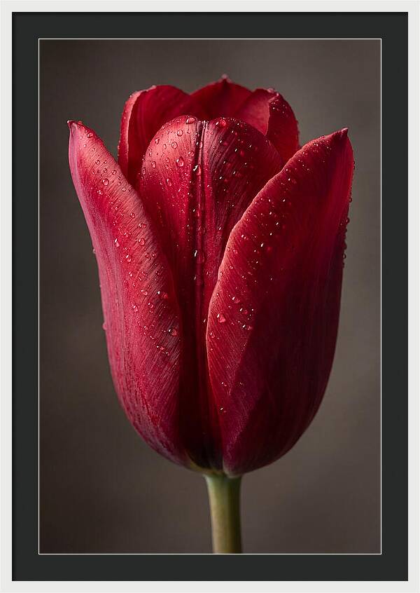 Tulip In Radiant Red